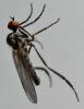 Empis sp.